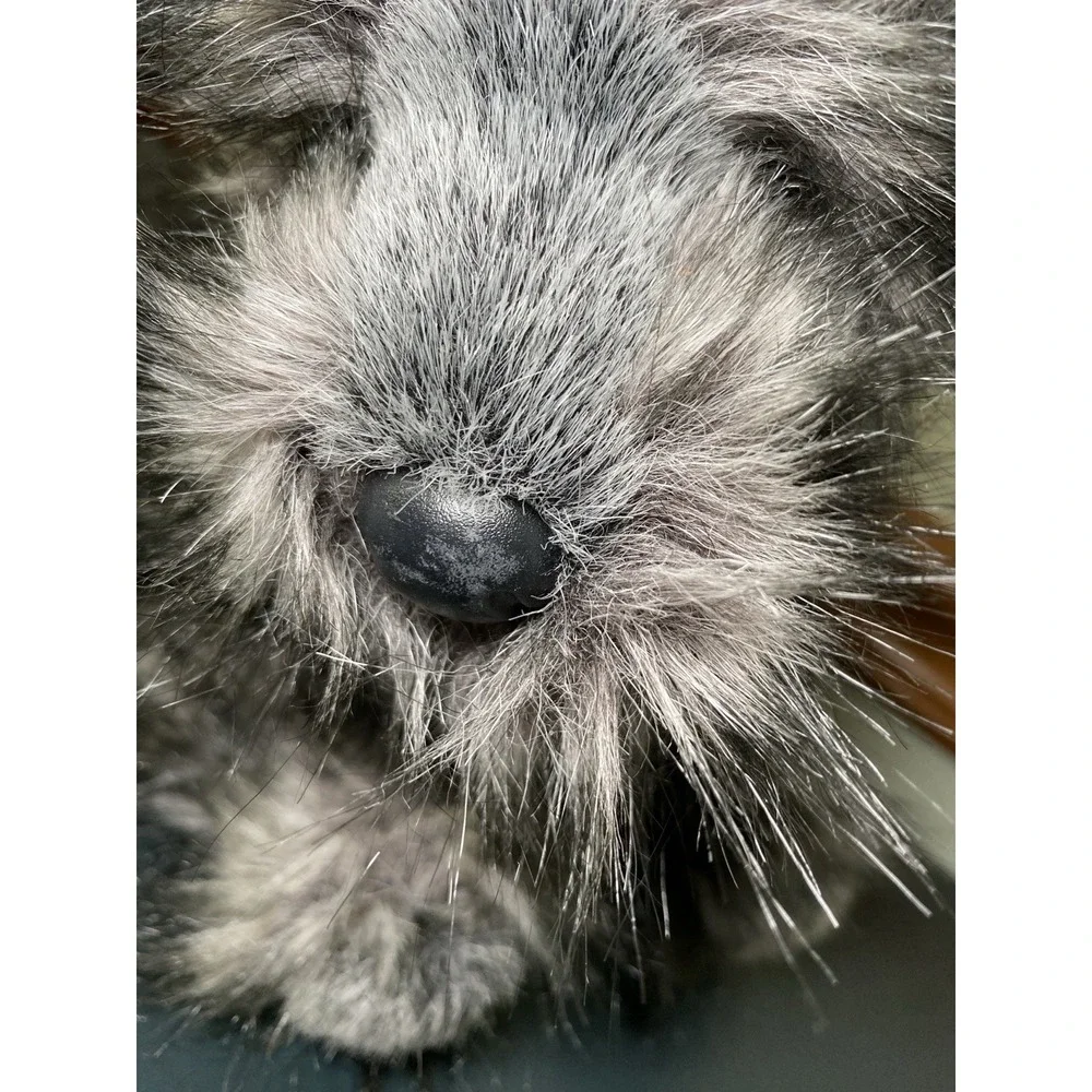 DOUGLAS Hazel CAIRN TERRIER Plush Gray Dog Stuffed Animal RETIRED #2047
